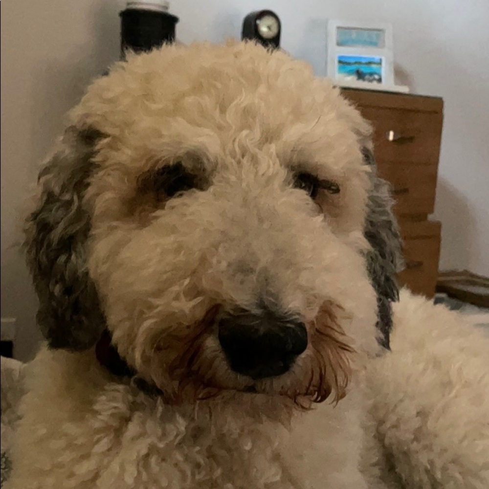 Meet your Posher, Tommie